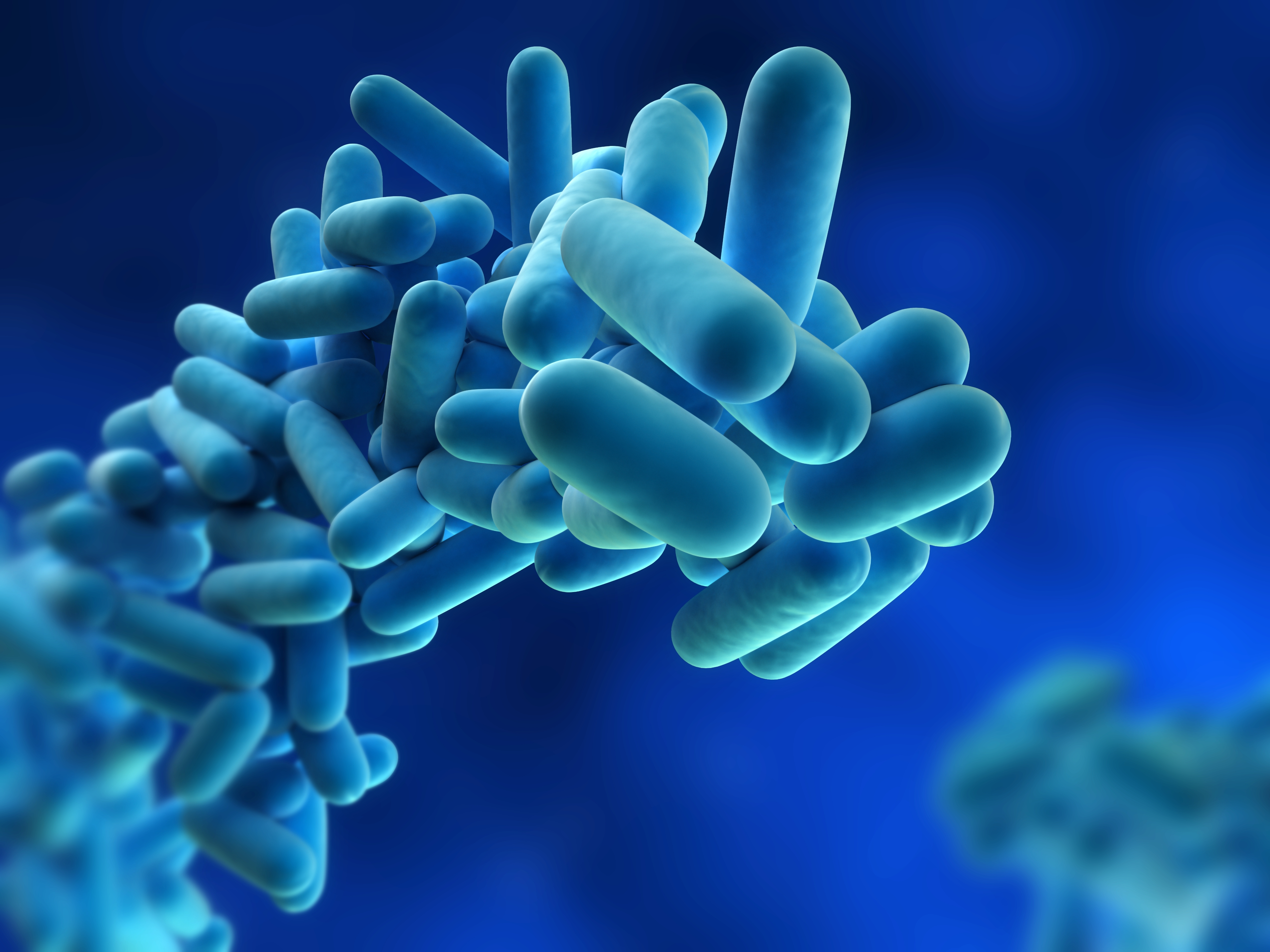 Legionella pnemophila (blue) high res